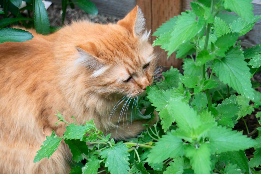 kattenkruid planten