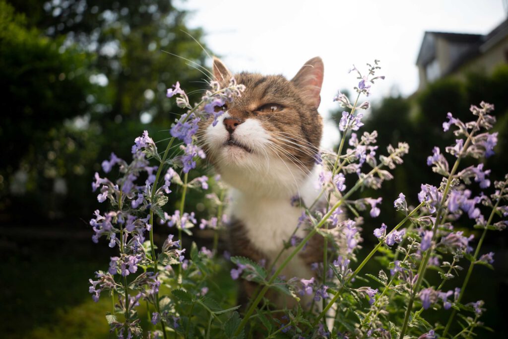 kattenkruid planten