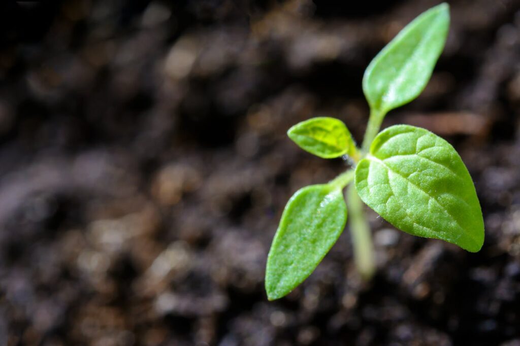 goedkope borderplanten